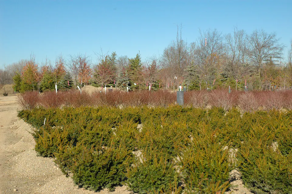 Blocks of evergreen and red-twig shrubs set out in the nursery staging area